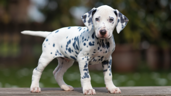 Blue Dalmatian