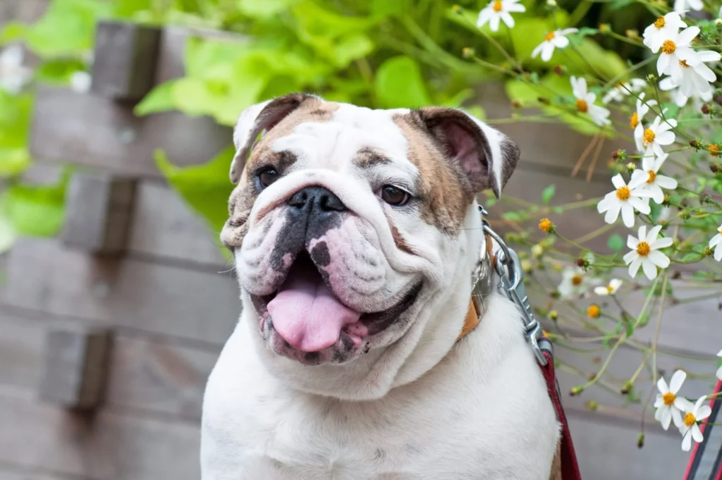 Are English Bulldogs Clever?